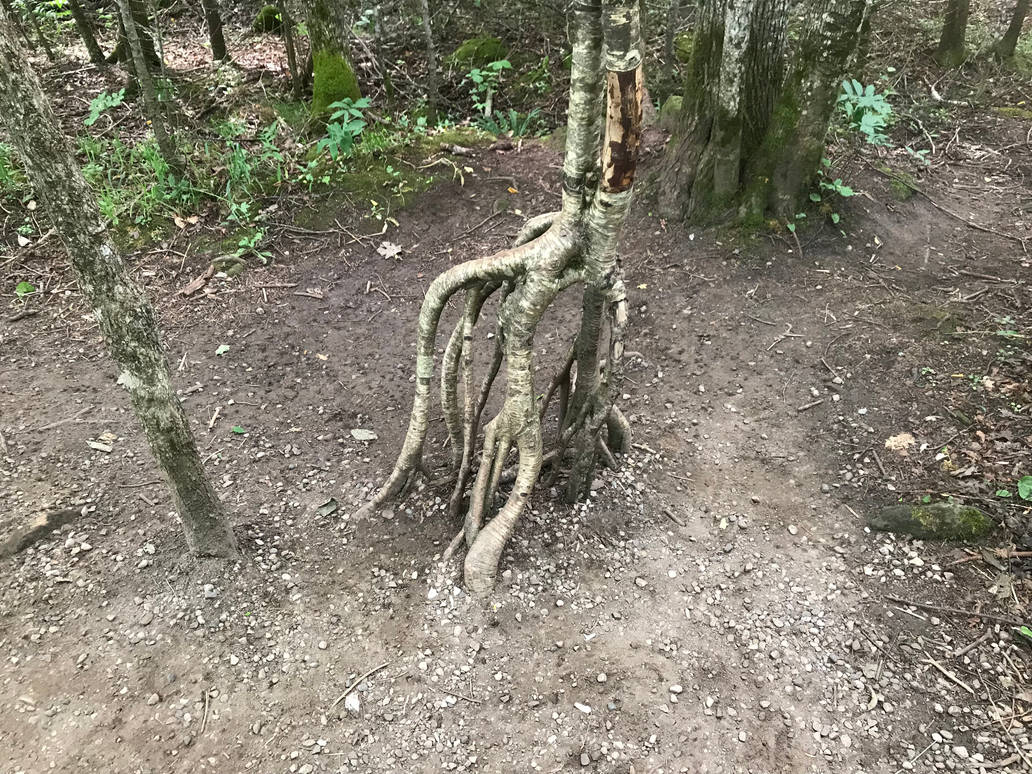 Funky roots by GoldenMOONart on DeviantArt