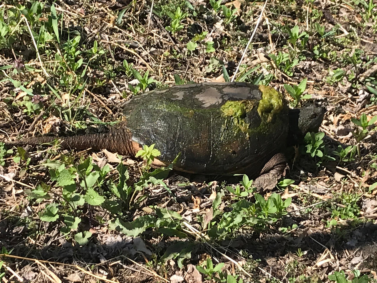 Picture of a snapping turtle by GoldenMOONart on DeviantArt