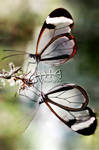 See-through Symmetry by Marmaluke