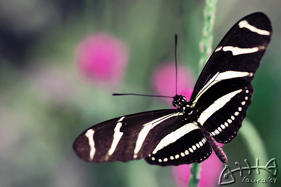 Zebra Longwing