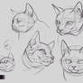 cat study 1