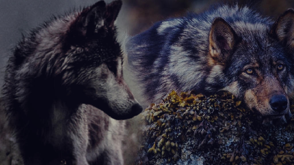 Wolves. by hollowyawninggrave on DeviantArt