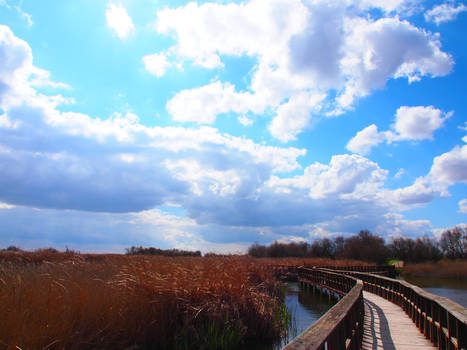 Natural Park of Daimiel, Ciudad Real, Spain.