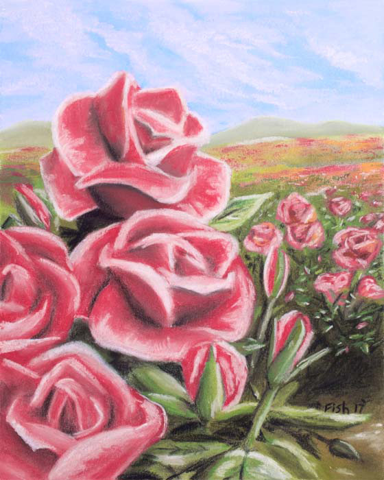 Rolling Hills of Roses