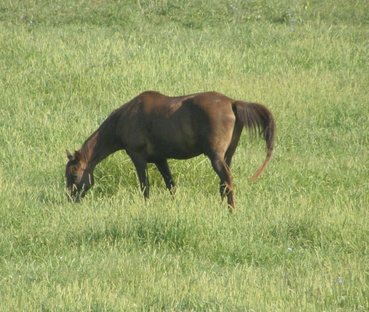 chestnut grazing 1