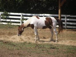 paint horse