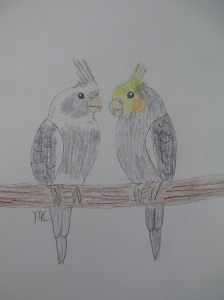 Cockatiels