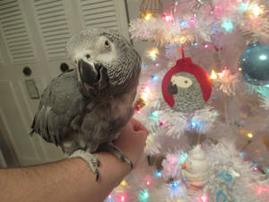 Grey Bird ~ Christmas Photo Shoot