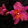 Dark Pink Orchid