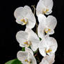 Orchid of Opulence 25