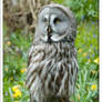 A Great grey owl