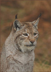 Male Lynx up close