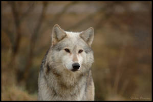 Male wolf front