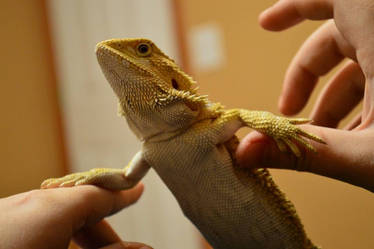 Bearded Dragon Posing