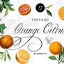 Orange Citrus Fruit Graphic Elements