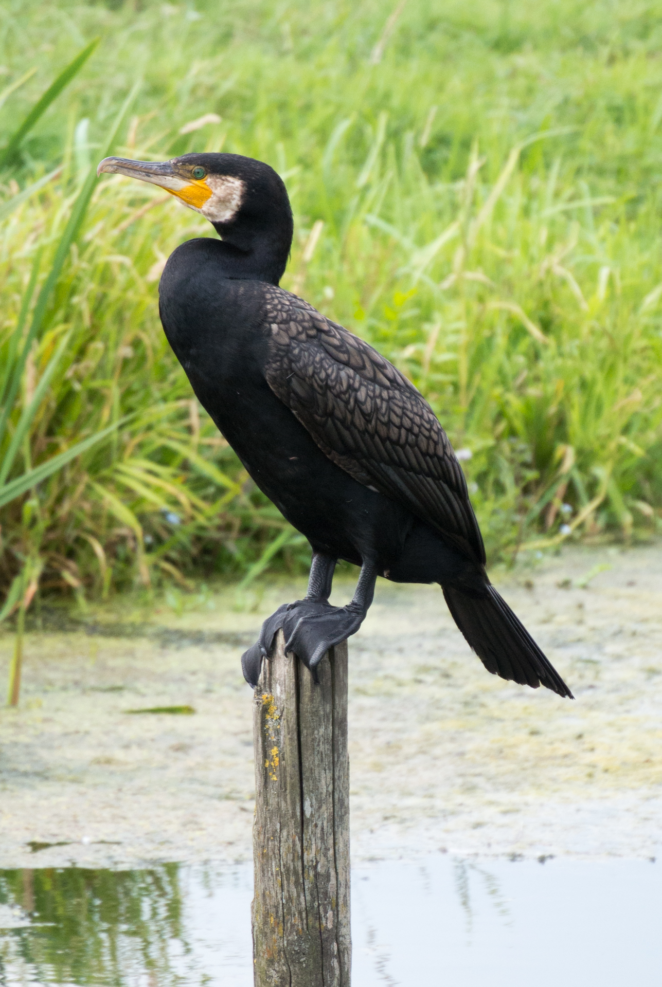 Pole perching