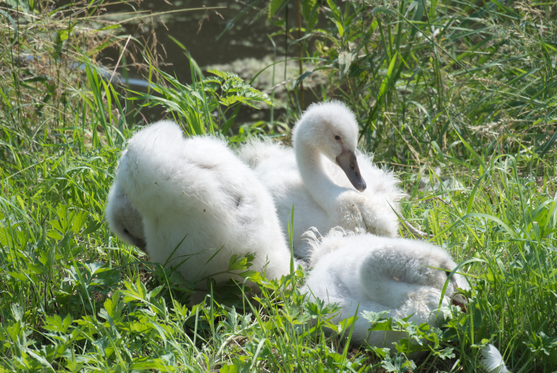 Adorable little puffballs