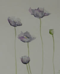 Black Poppies