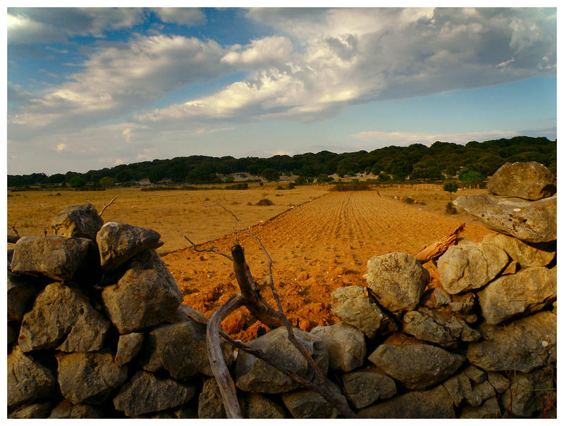 rab fields of gold