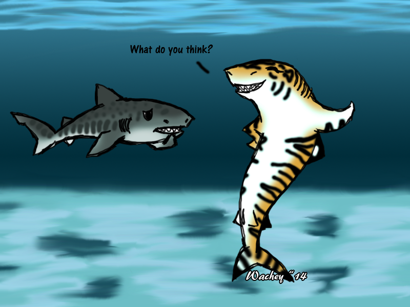 Thursday Shark- Tiger Shark