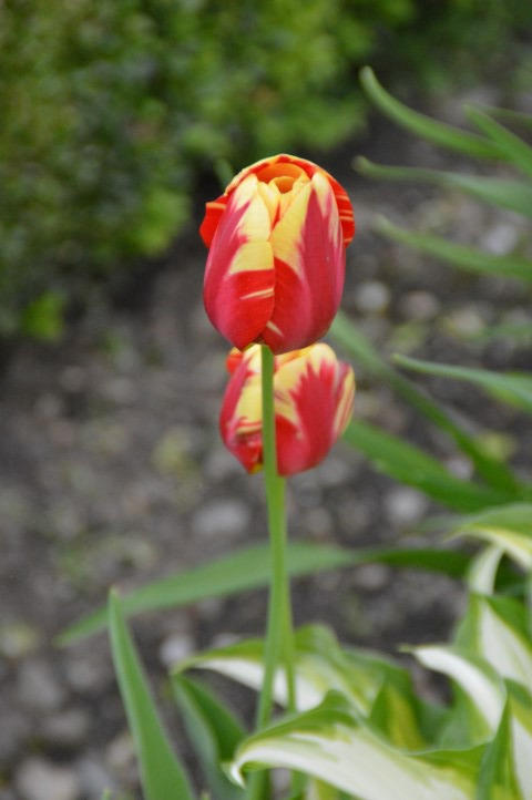 Tulpe5