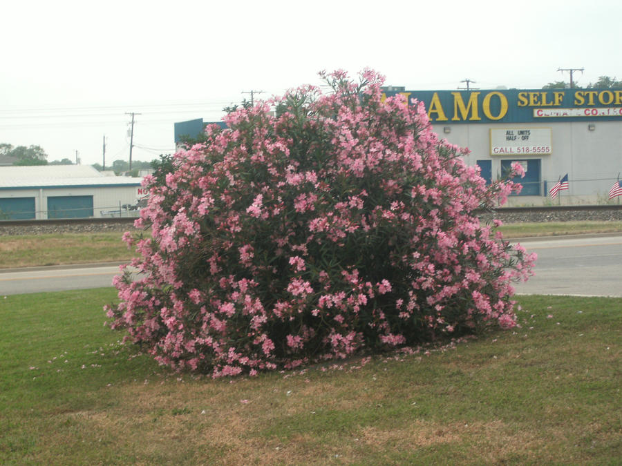 blossoming bush