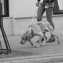 Vilnius City Dogs 5