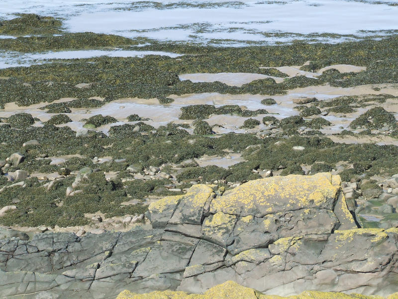 Rocks and Seaweed