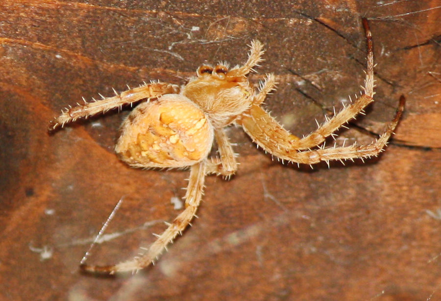 Five Rivers Spider five legged spider by Fekalie on DeviantArt