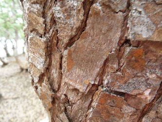 Tree Bark