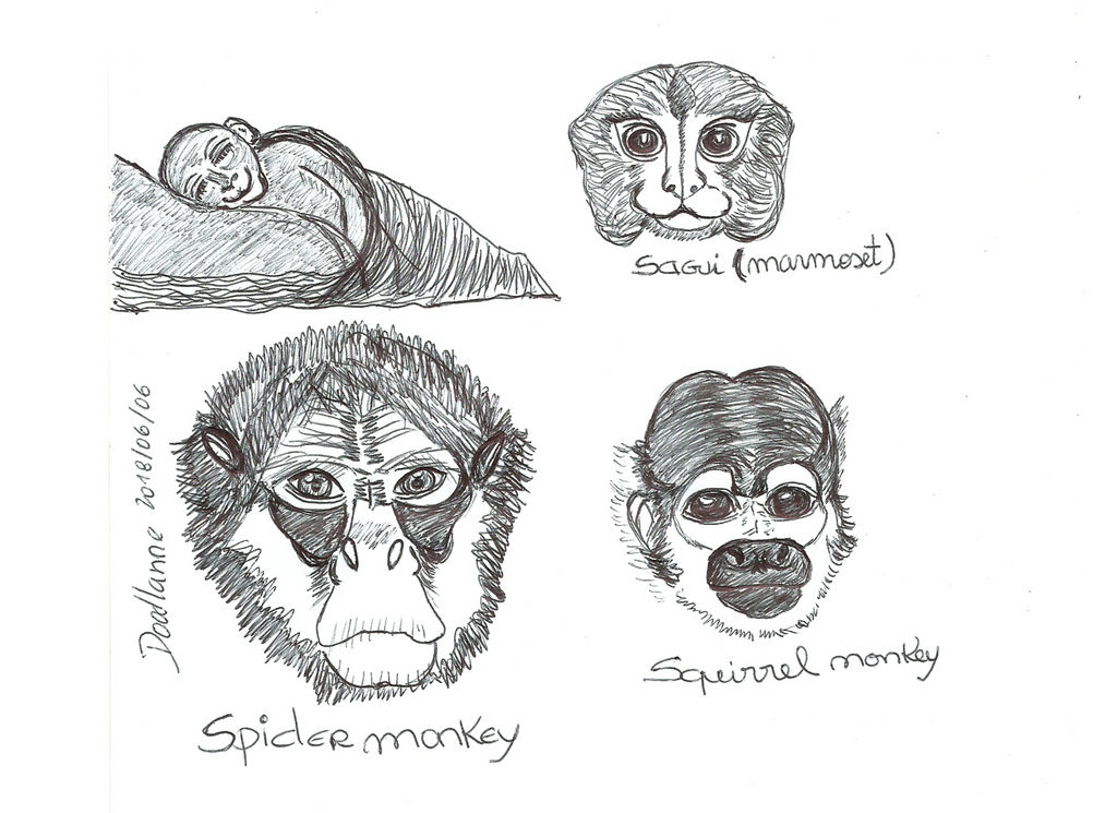 Monkeys doodle by DoodlAnne on DeviantArt