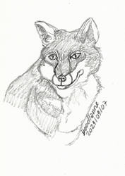 2021-01-07 Real fox