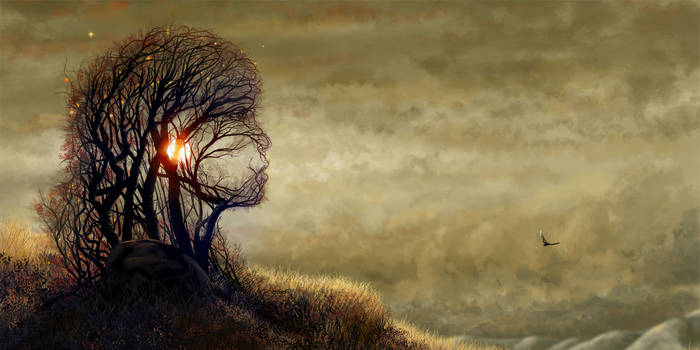 Head Visarbre 1600x800