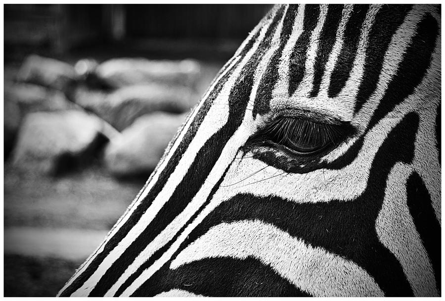 Zebra eye