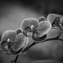 Orchids in Black and White