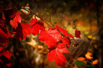 Autumn In Red by Nikonoclaste