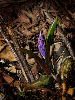 Dulcinea's First spring flower