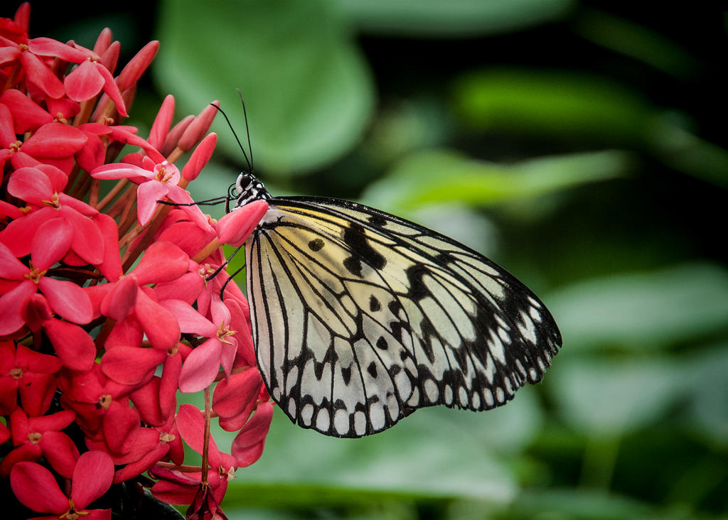 Butterflies Go Free