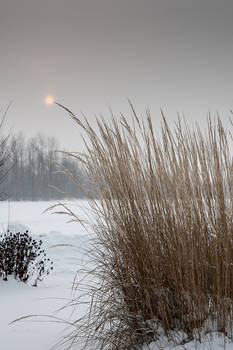 Reaching for the sun (on a winter foggy day)