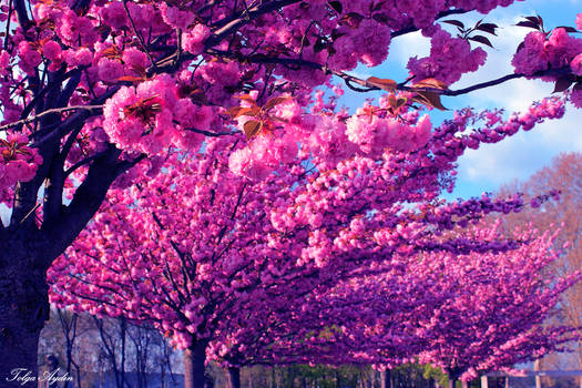 Japanese Cherry tree