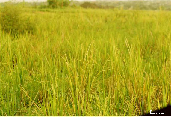 Evening's Ricefield