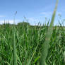 Grassy Arizona Field