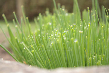 Spring Chive