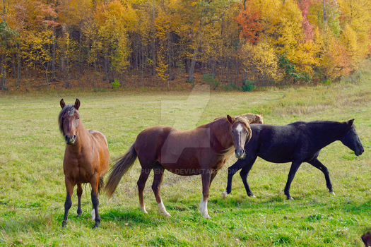 Herd, Tamburro Farms, Lehman , PA