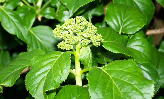 Hydrangea anomala