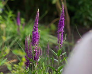 Astilbe