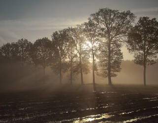 Suntrees