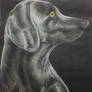 Weimaraner