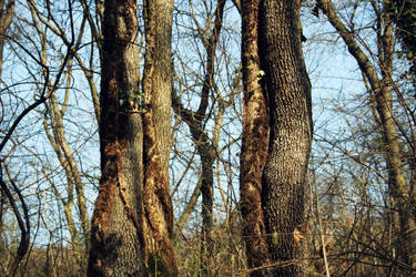 Tree foxes