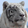 Free White Tiger icon